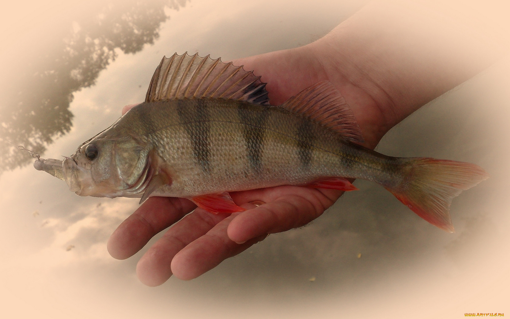 perch1, , 